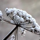 Winterblume