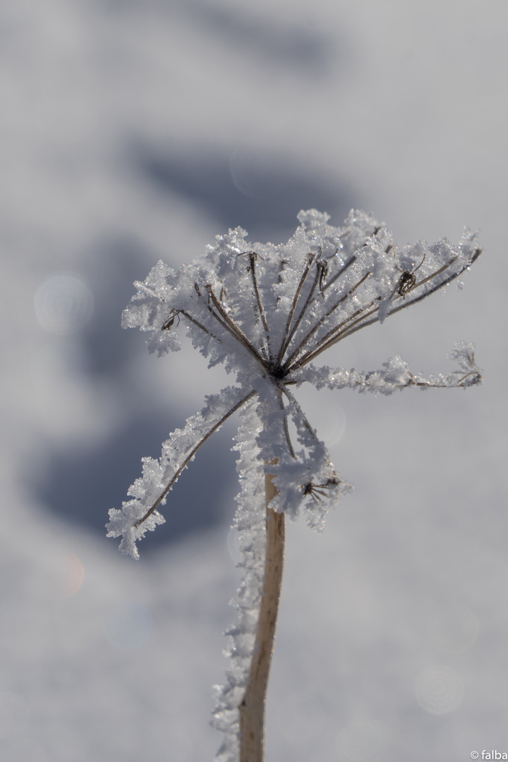 Winterblume