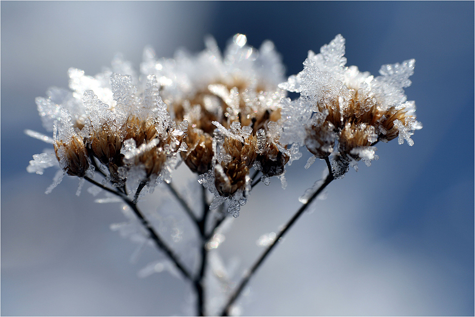 winterblume...