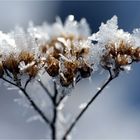 winterblume...