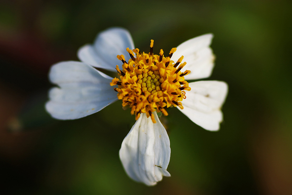 Winterblume