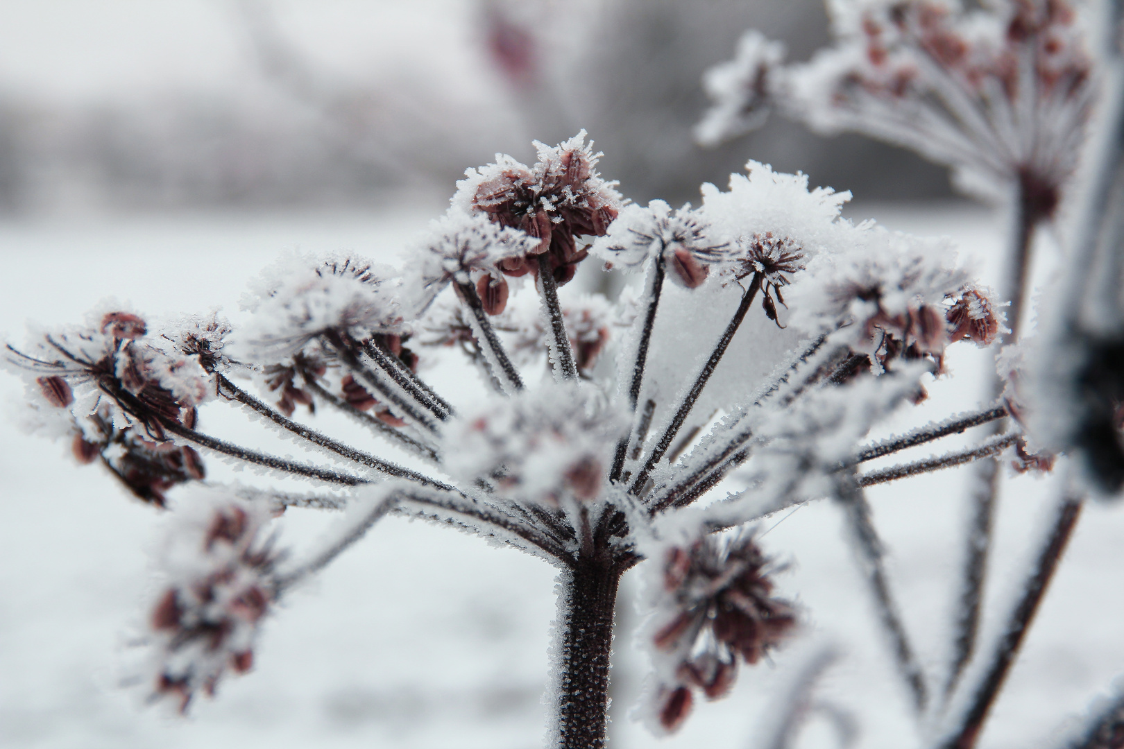 Winterblume Winterblume