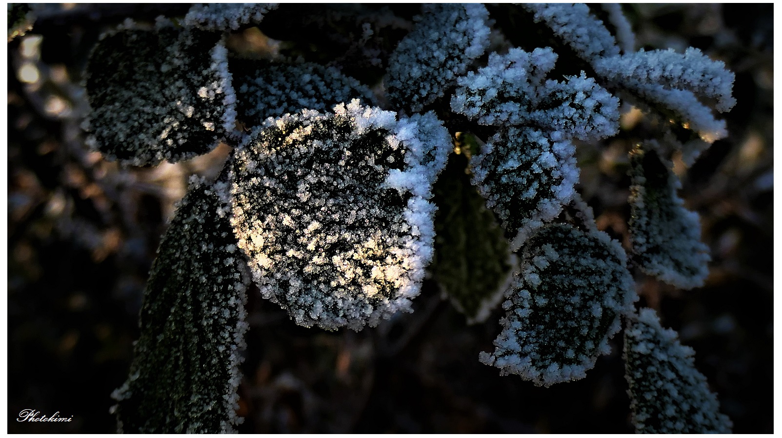 Winterblume (III)