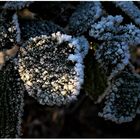 Winterblume (III)