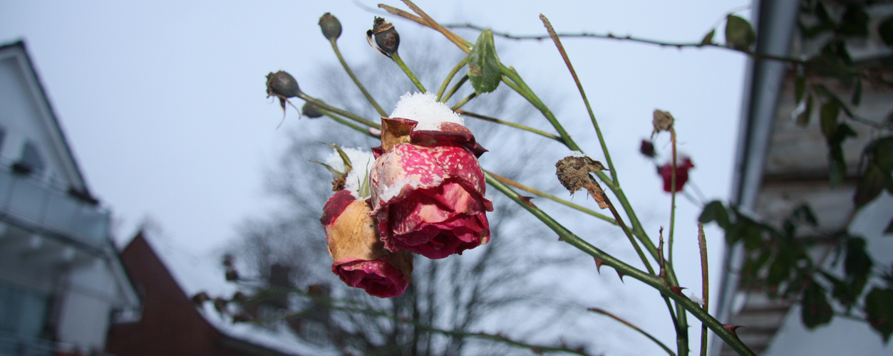 Winterblume in Hamburg