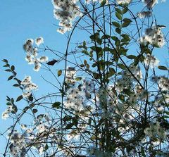 winterblumen...