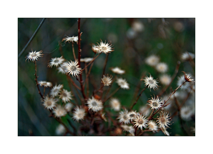 Winterblumen