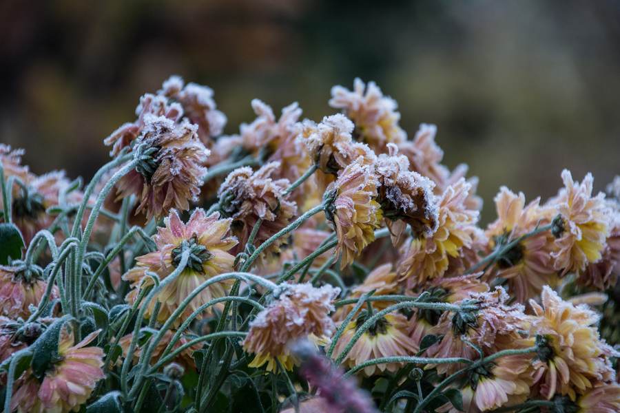 Winterblumen