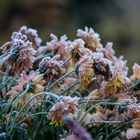 Winterblumen