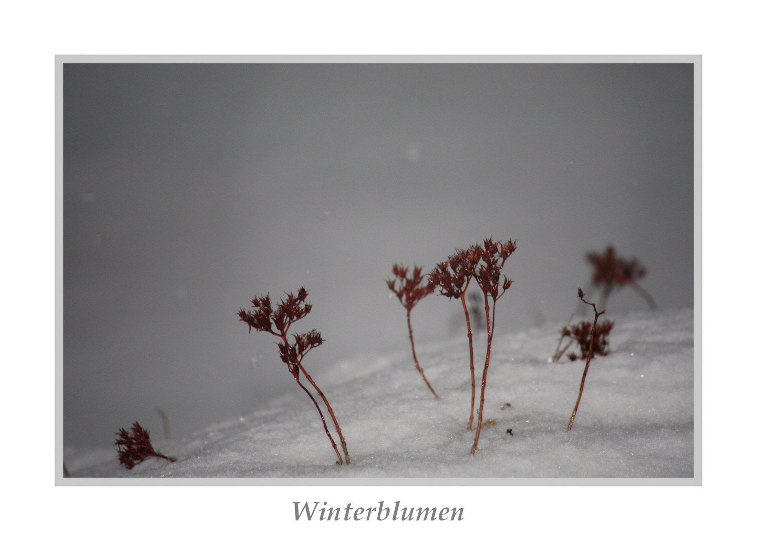 Winterblumen