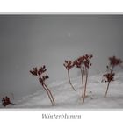 Winterblumen