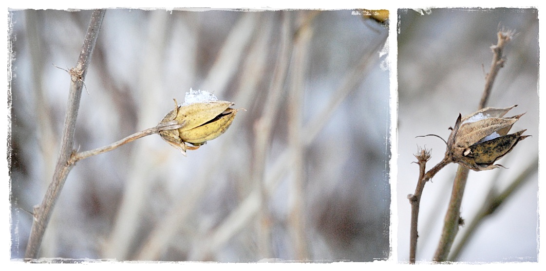 Winterblumen