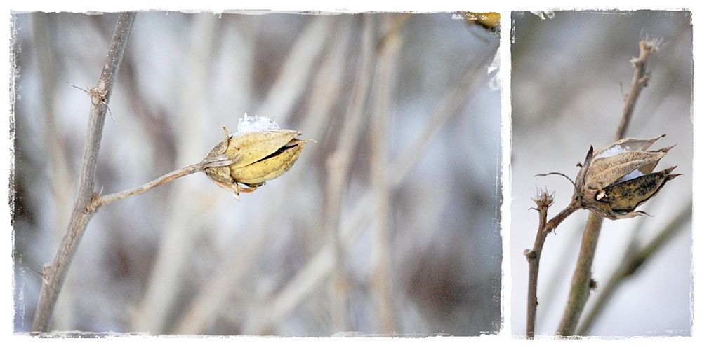 Winterblumen