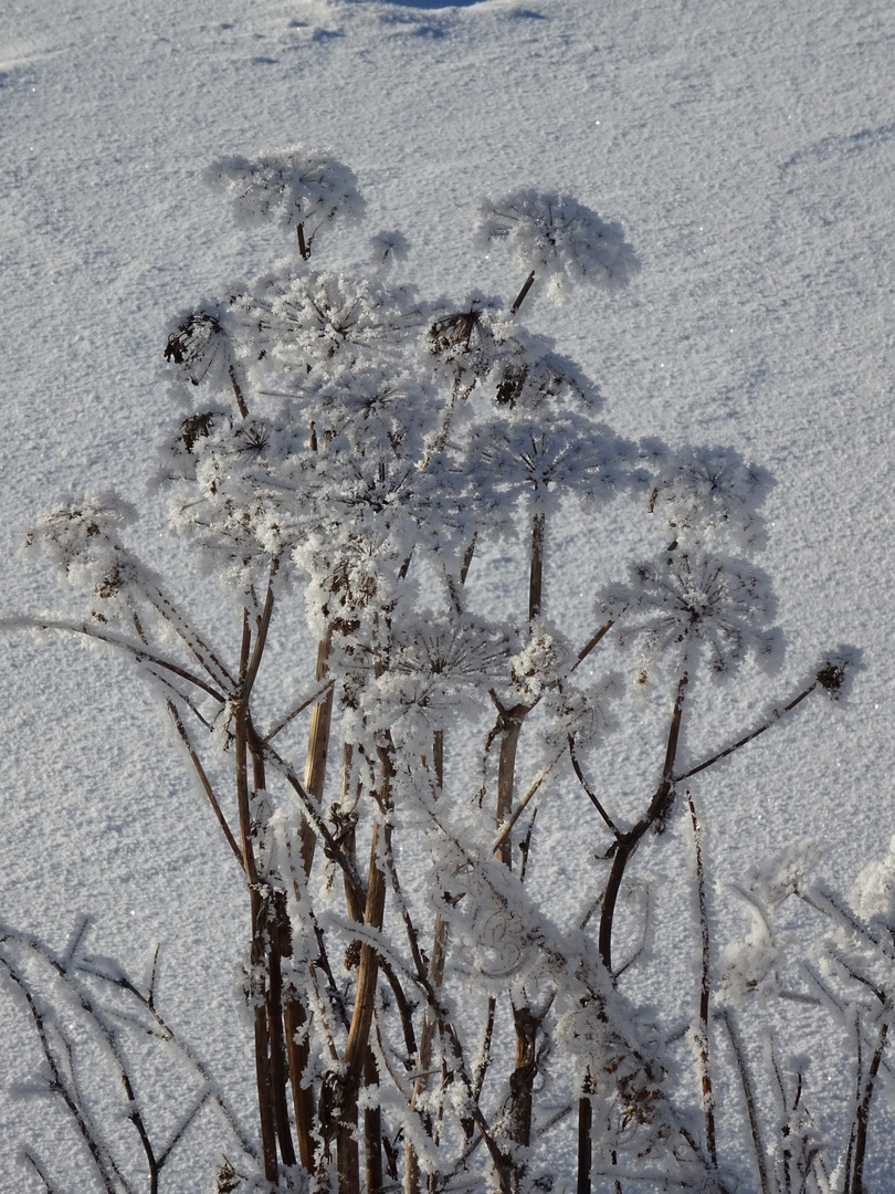 Winterblumen