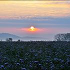 Winterblumen