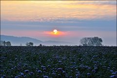 Winterblumen