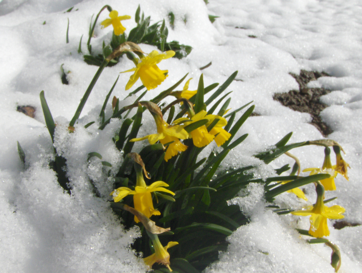 Winterblumen Foto Bild Pflanzen Pilze Flechten Blumen Natur Bilder Auf Fotocommunity
