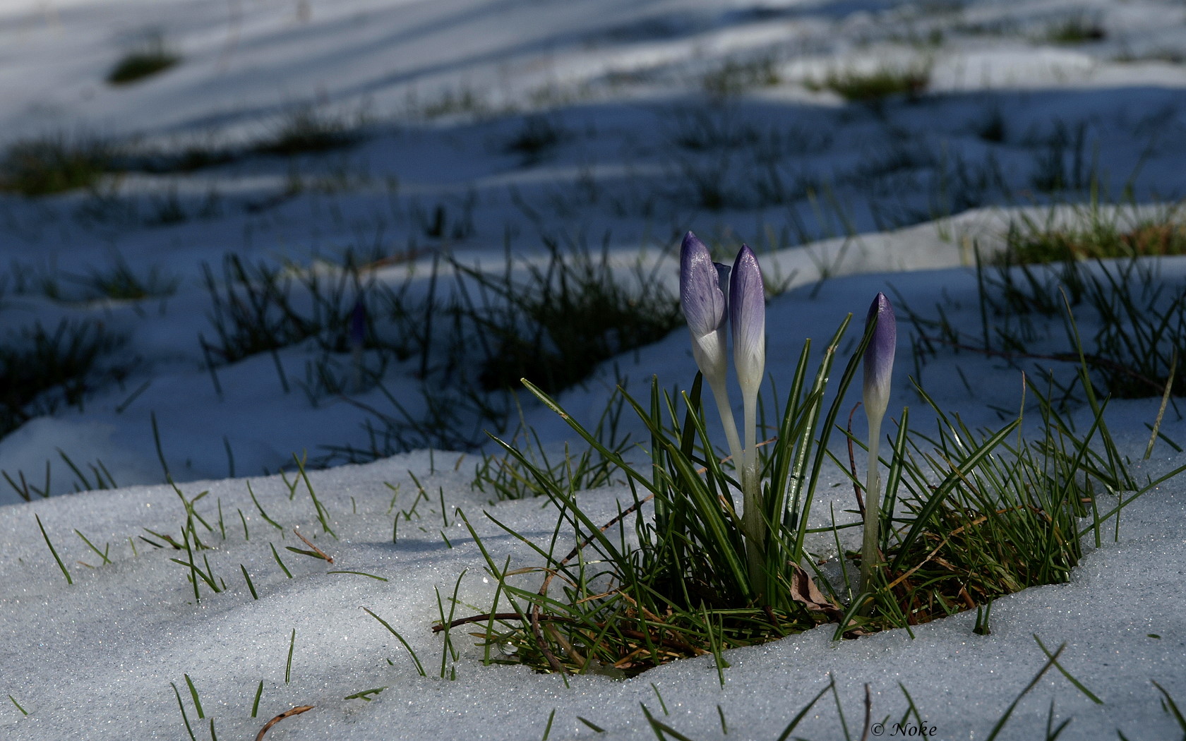 Winterblumen