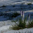 Winterblumen