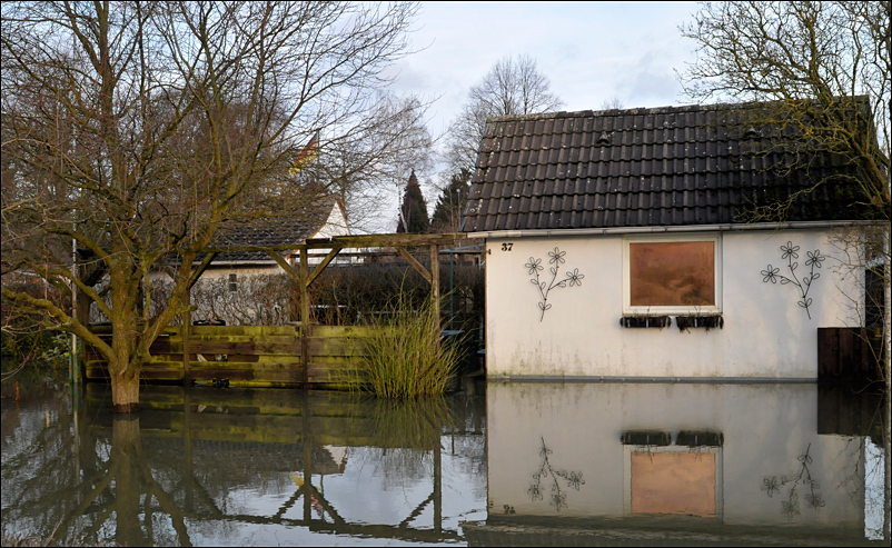 Winterblumen