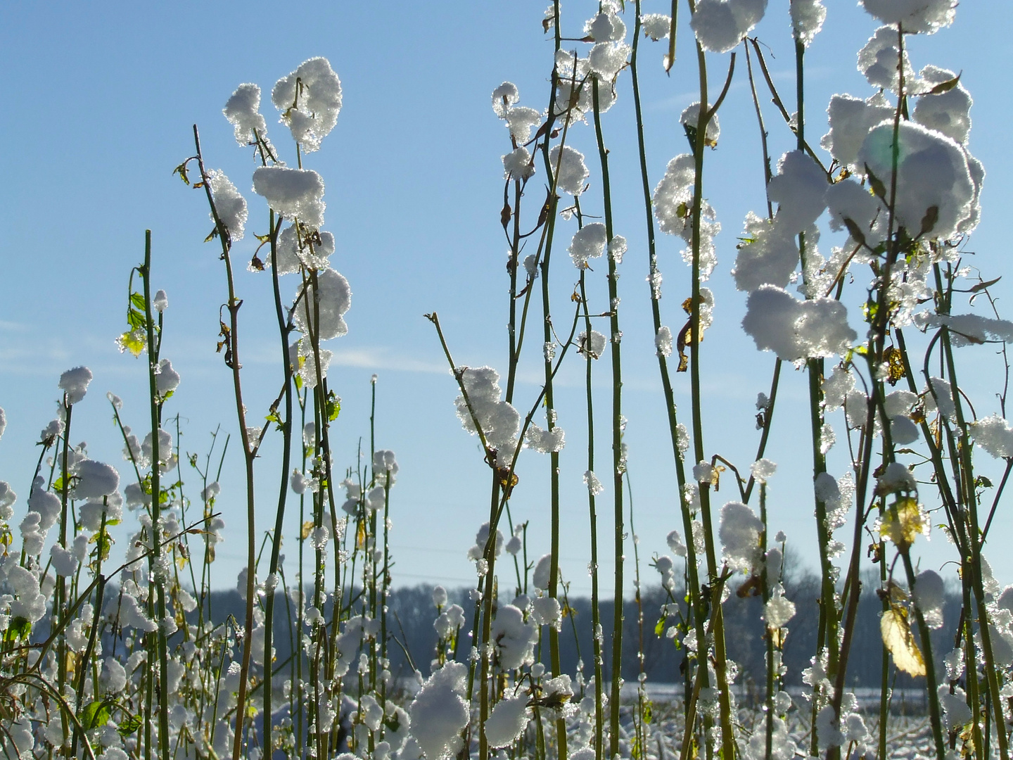 Winterblumen