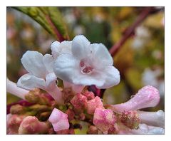 Winterblumen