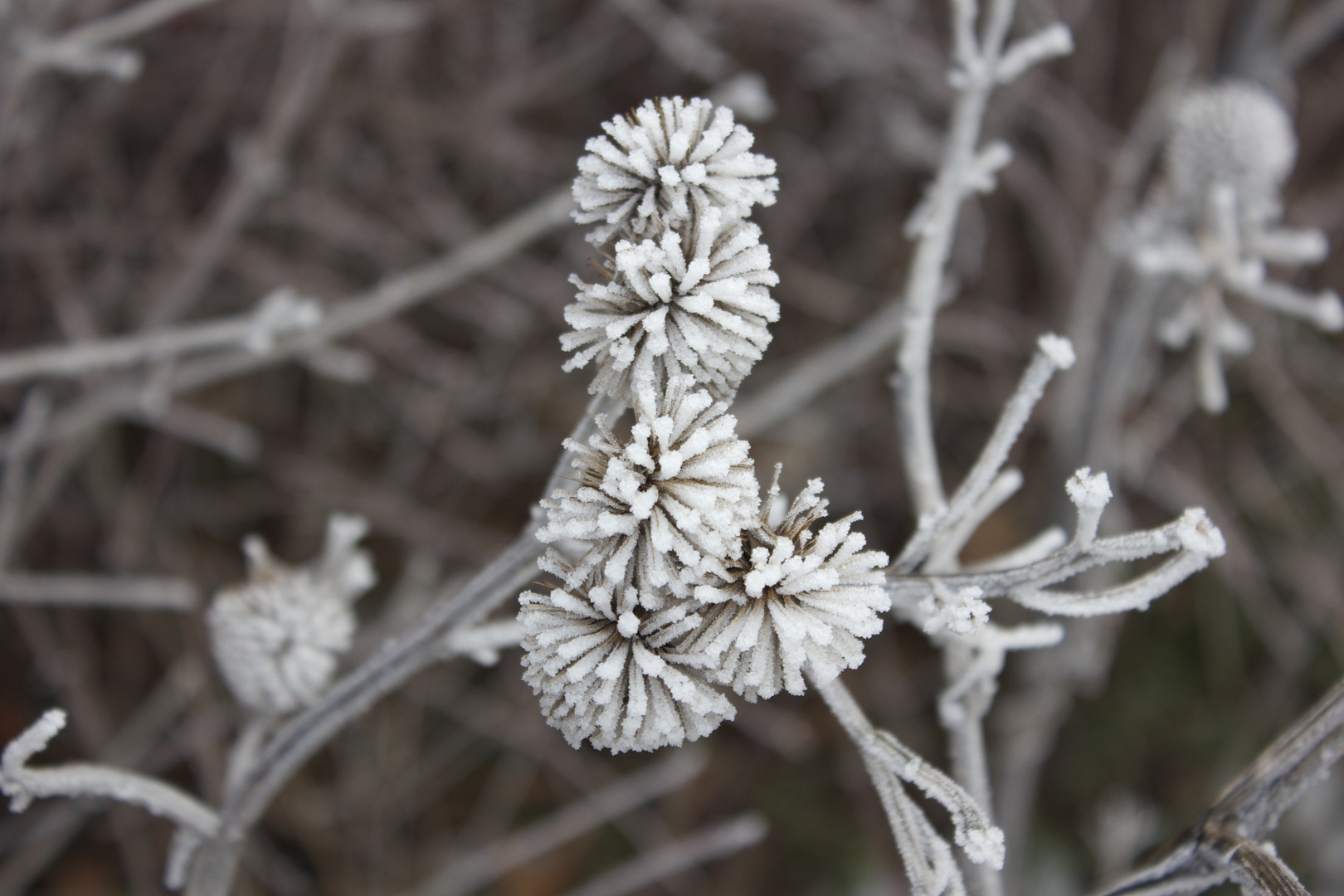 Winterblumen