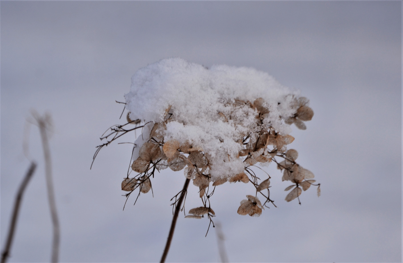 Winterblumen !