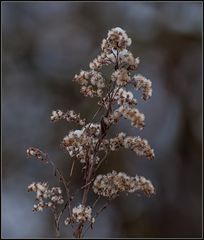 Winterblumen....