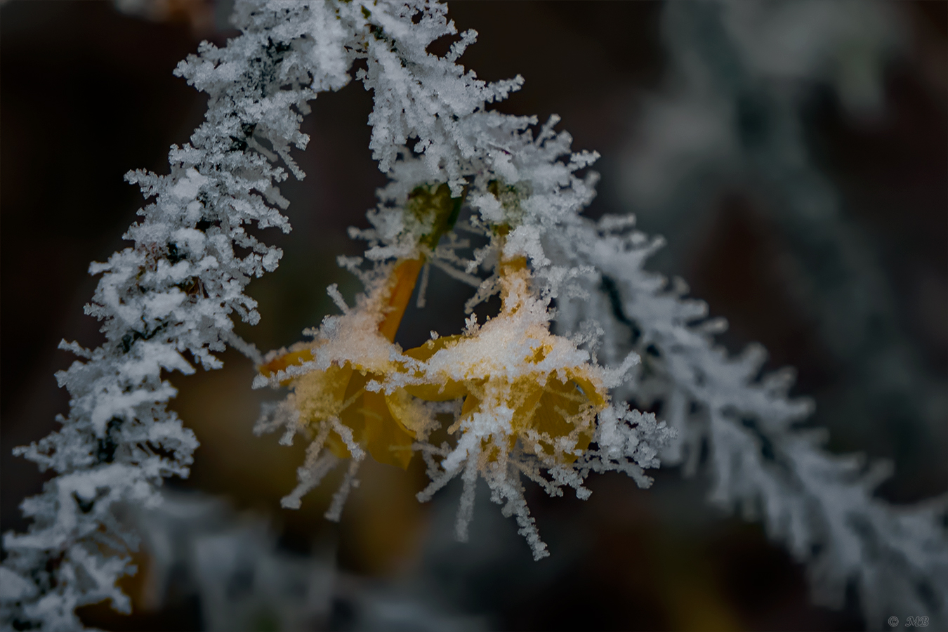 Winterblumen