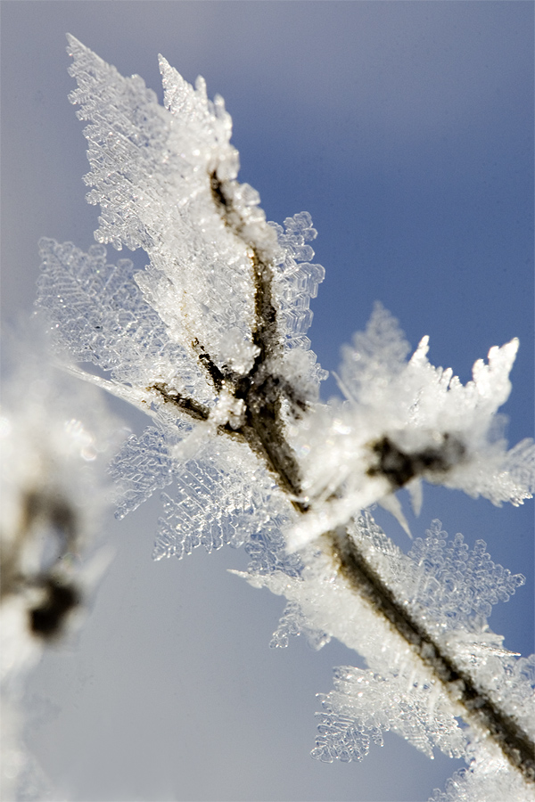 Winterblumen Foto & Bild jahreszeiten, winter, natur + landschaften