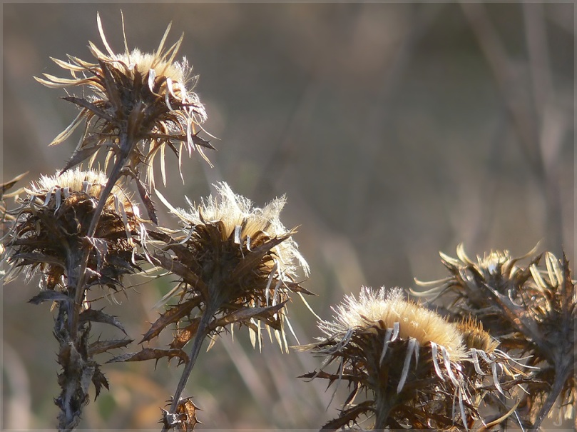 winterblumen