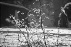 Winterblumen aus meiner  Heimat