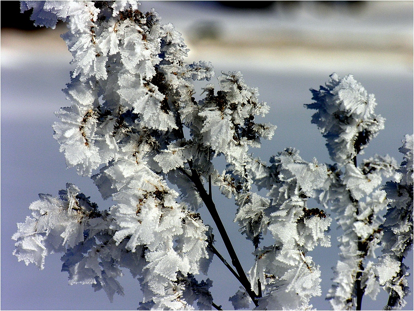 Winterblumen