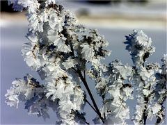 Winterblumen