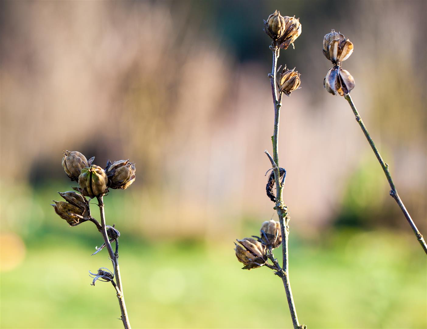 Winterblumen!