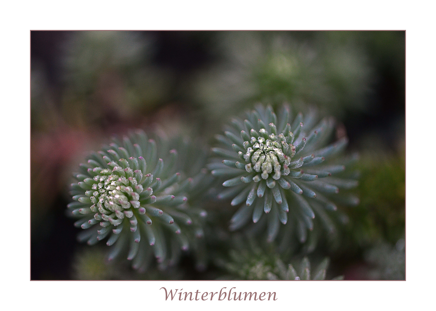 Winterblumen