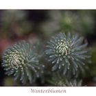 Winterblumen