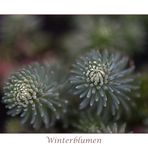 Winterblumen