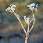 Winterblumen