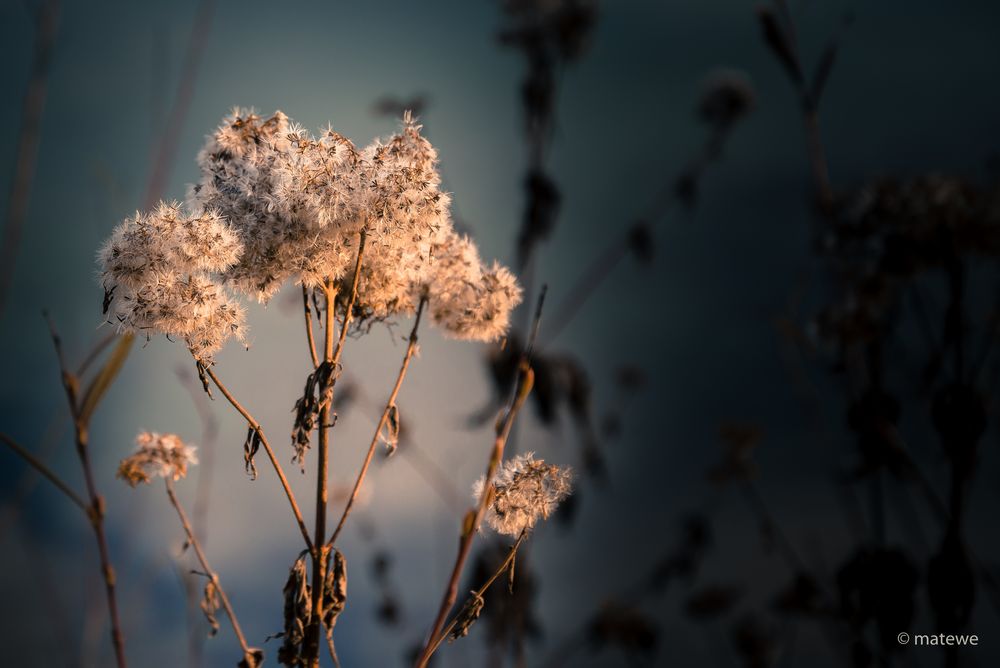 Winterblumen