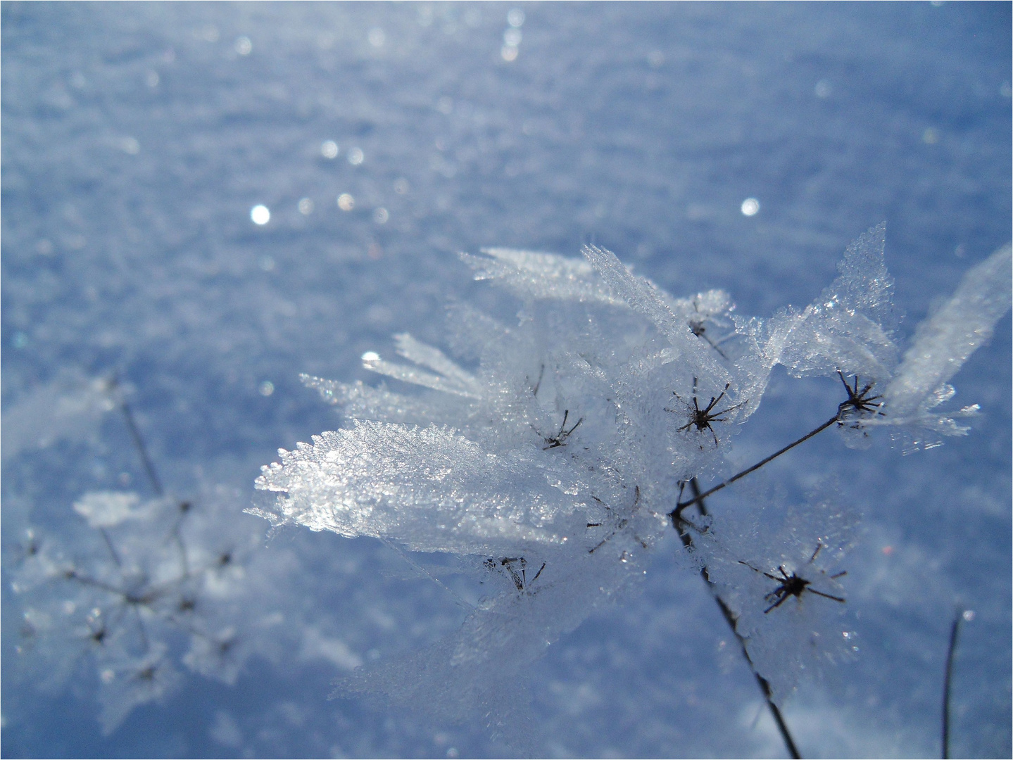 ..Winterblumen..