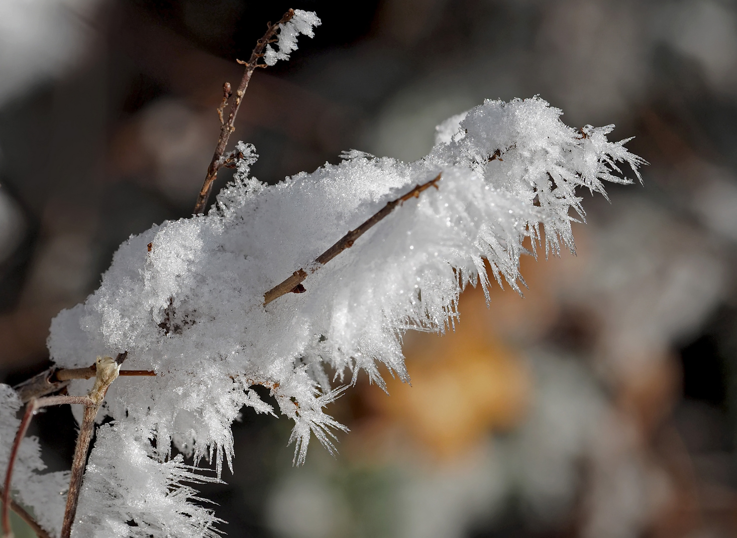 Winterblumen!  -  Fleurs d'hiver!