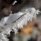 Winterblumen!  -  Fleurs d'hiver!