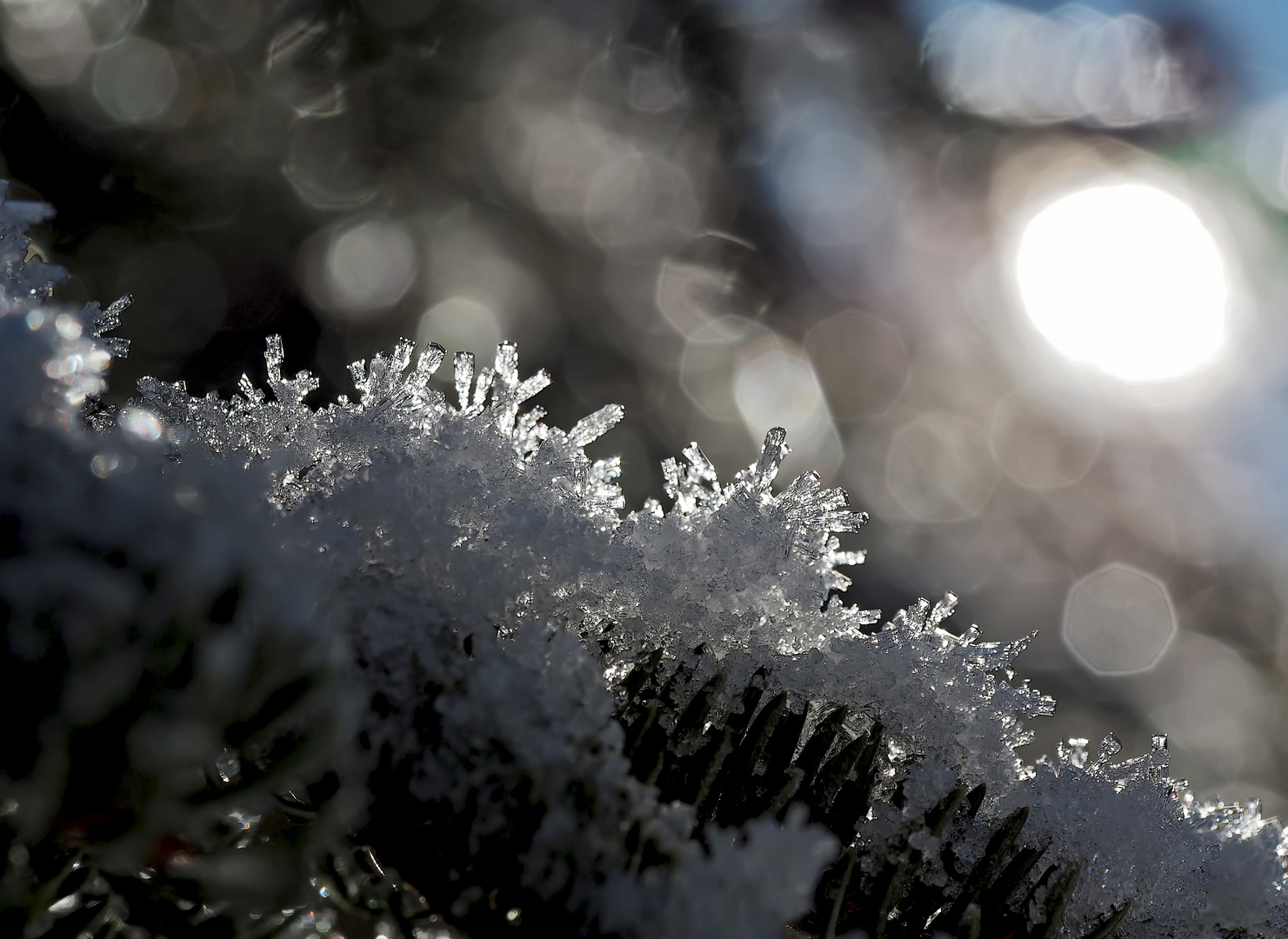 Winterblumen zum 3. Advent! - Les fleurs de l'hiver...