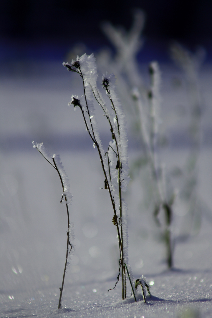 Winterblumenwiese