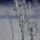 Winterblumenwiese
