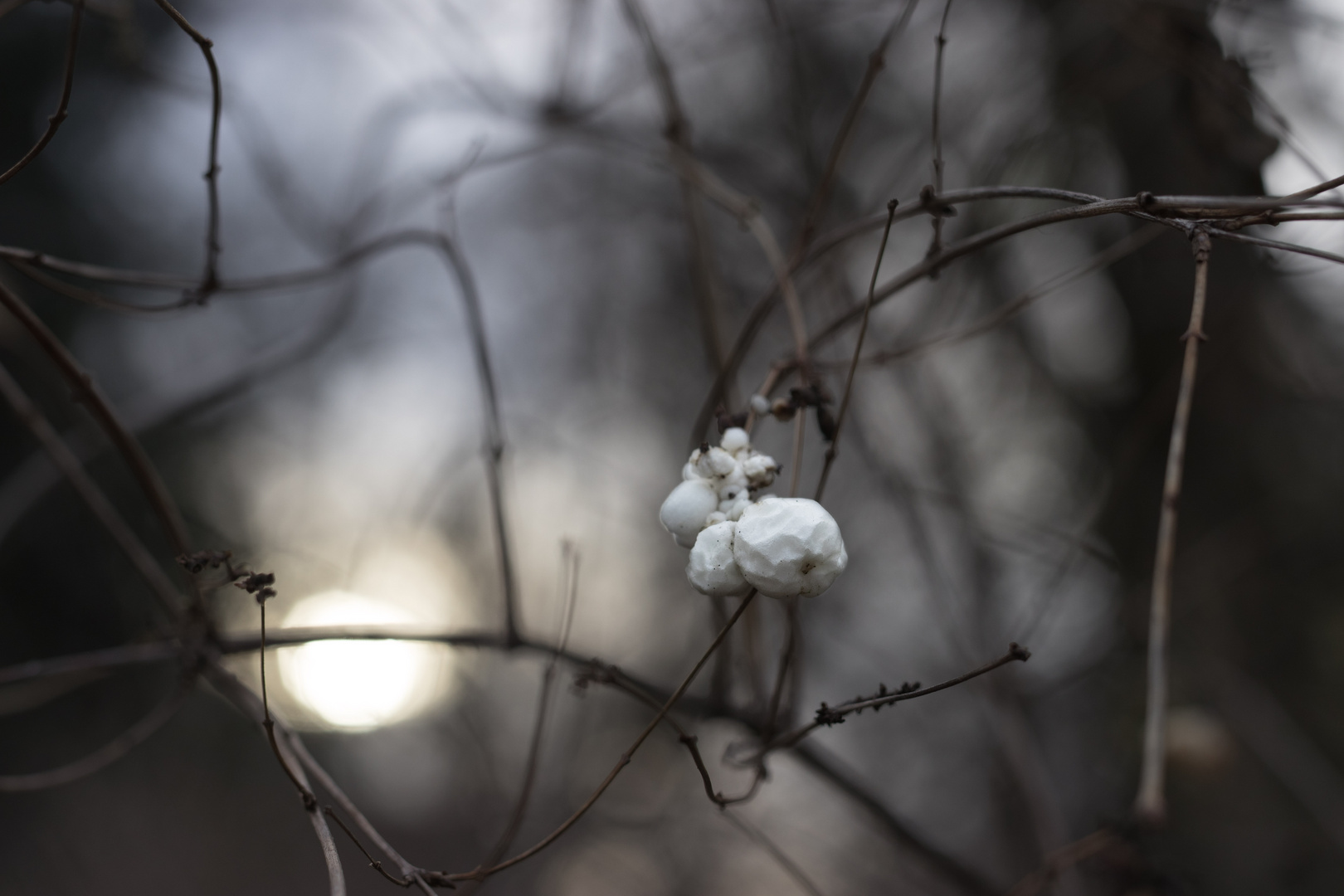 Winterbokeh 2/3