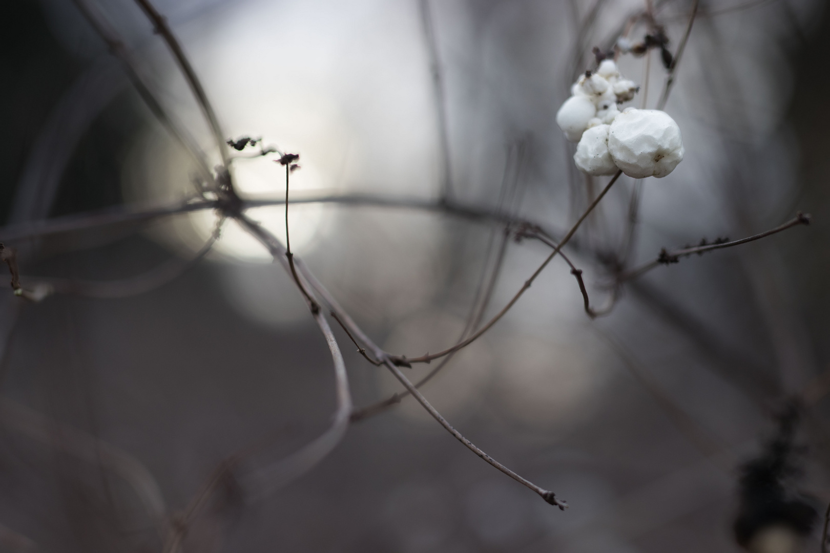 Winterbokeh 3/3