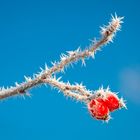 Winterbonbons